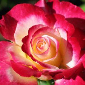 Meet your Posher, Bich tuyen